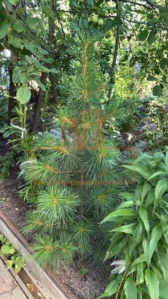 Дом, 205 кв.м., , объект № 4859