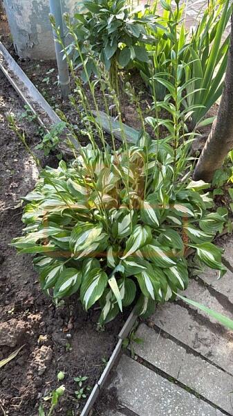 Дом, 205 кв.м., , объект № 4859