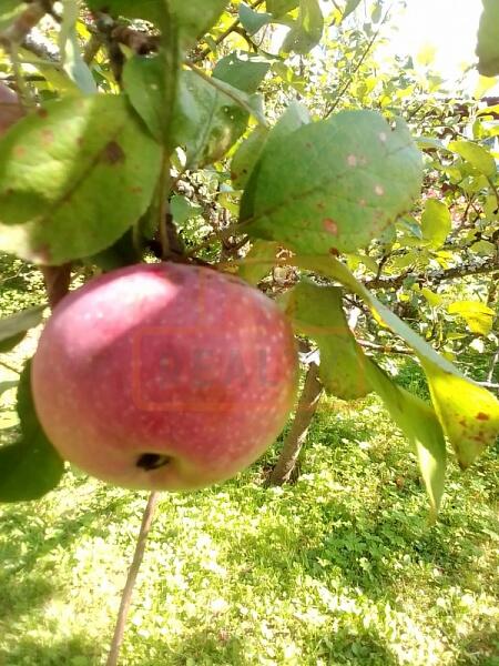 Дача / коттедж, 40 кв.м., , объект № 4855