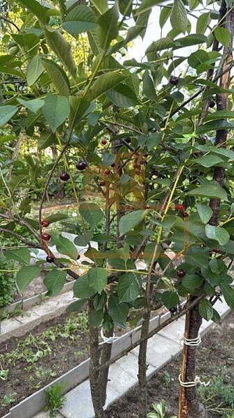 Дом, 205 кв.м., , объект № 4859