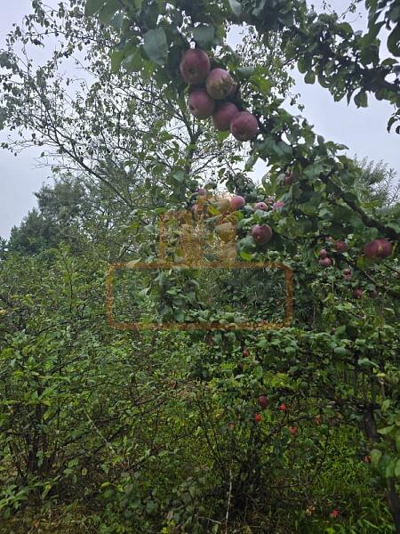 Дача / коттедж, 50 кв.м., , объект № 4828