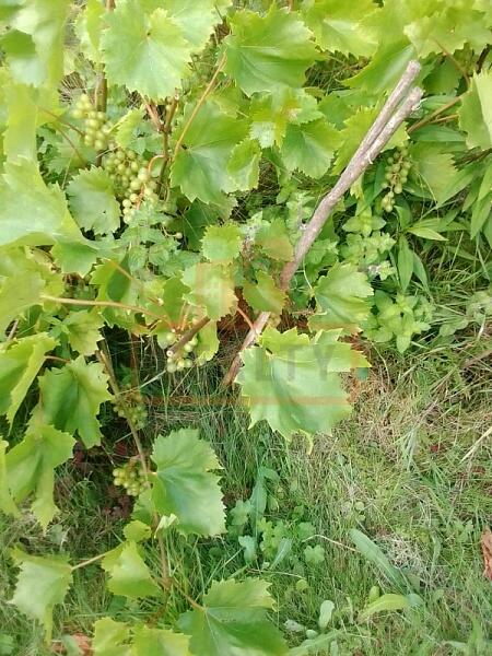 Дача / коттедж, 40 кв.м., , объект № 4855