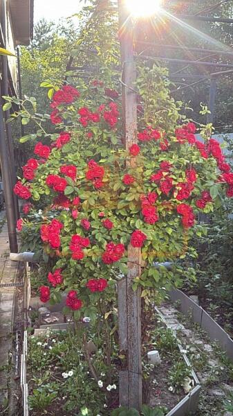 Дом, 205 кв.м., , объект № 4859