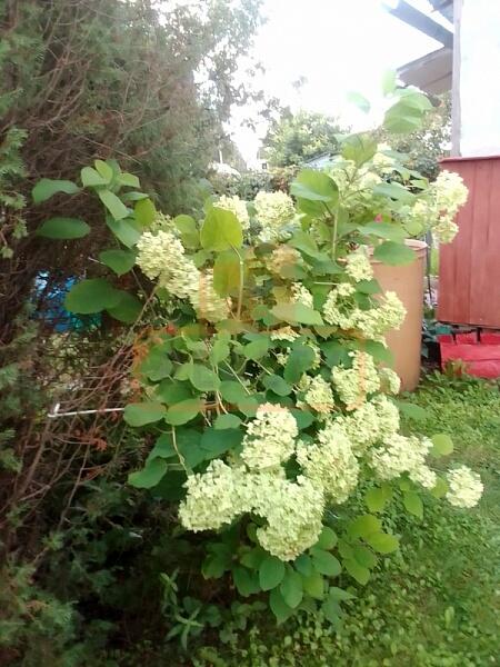 Дача / коттедж, 40 кв.м., , объект № 4855