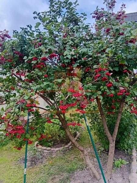 Дом, 96 кв.м., , объект № 4967